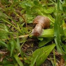 Attēlu rezultāti vaicājumam “Fruticola fruticum”