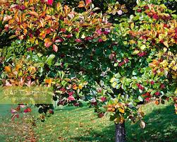 Attēlu rezultāti vaicājumam “Crataegus persimilis leaf”