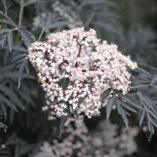 Attēlu rezultāti vaicājumam “Sambucus”