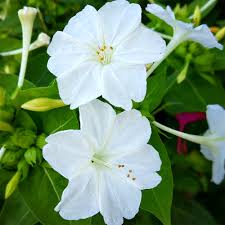Image result for Mirabilis jalapa