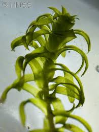 Attēlu rezultāti vaicājumam “Elodea canadensis leaf”