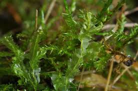 Attēlu rezultāti vaicājumam “Chiloscyphus”