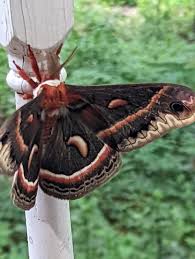 Attēlu rezultāti vaicājumam “Arctophila superbiens”