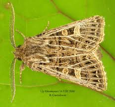 Attēlu rezultāti vaicājumam “Tholera decimalis male”