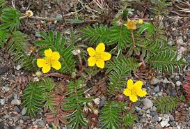 Image result for Potentilla anserina