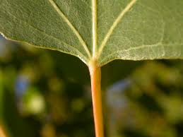 Attēlu rezultāti vaicājumam “Populus nigra leaf”