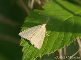Attēlu rezultāti vaicājumam “Polypogon tentacularius”