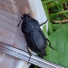 Attēlu rezultāti vaicājumam “Silpha obscura larva”