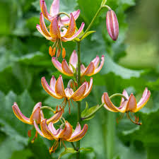 Image result for Lilium martagon `Chameleon`