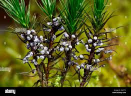 Attēlu rezultāti vaicājumam “Physarum leucopus spores”