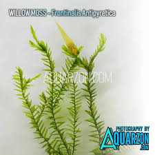 Attēlu rezultāti vaicājumam “Fontinalis antipyretica”