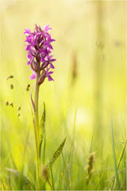 Attēlu rezultāti vaicājumam “Dactylorhiza cruenta”