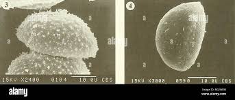 Attēlu rezultāti vaicājumam “Isoetes echinospora leaf”