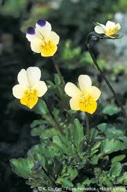 Attēlu rezultāti vaicājumam “Viola arvensis”