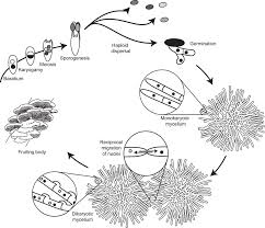 Attēlu rezultāti vaicājumam “Campylophyllum calcareum sporophyte”