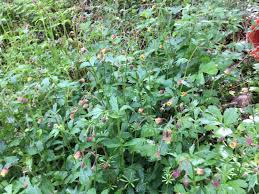 Attēlu rezultāti vaicājumam “Geum x intermedium”