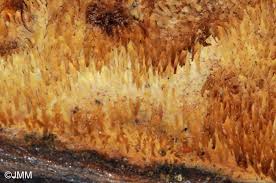 Attēlu rezultāti vaicājumam “Sarcodontia crocea”