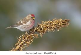 Attēlu rezultāti vaicājumam “Carduelis flammea female”