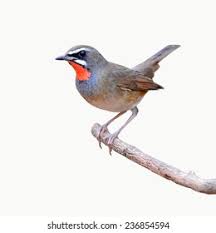 Image result for Luscinia sibilans