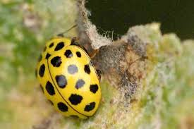 Attēlu rezultāti vaicājumam “Erysiphe galeopsidis”