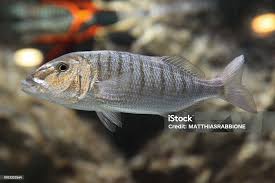 Image result for Umbrina cirrosa