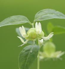 Attēlu rezultāti vaicājumam “Silene baccifera fruit”