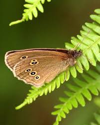 Attēlu rezultāti vaicājumam “Aphantopus hyperantus underside”