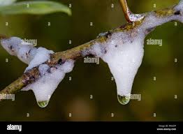 Attēlu rezultāti vaicājumam “Aphrophora salicina”