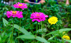 Image result for Zinnia violacea