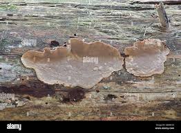 Attēlu rezultāti vaicājumam “Phellinus nigrolimitatus”