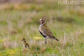 Attēlu rezultāti vaicājumam “Pluvialis apricaria adult”