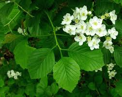 Attēlu rezultāti vaicājumam “Crataegus macracantha flower”