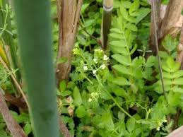 Attēlu rezultāti vaicājumam “Berula erecta leaf”