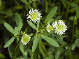 Attēlu rezultāti vaicājumam “Trifolium montanum leaf”
