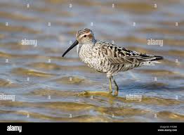 Image result for Calidris himantopus