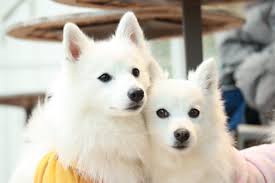 Image result for スピッツ