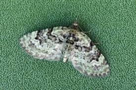 Attēlu rezultāti vaicājumam “Chloroclystis v-ata”