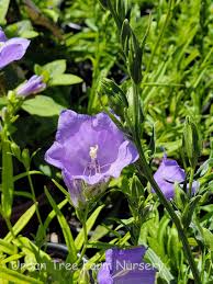 Image result for Campanula persicifolia