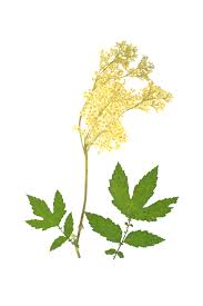 Attēlu rezultāti vaicājumam “Filipendula ulmaria”