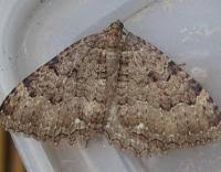 Attēlu rezultāti vaicājumam “Triphosa dubitata”