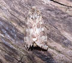 Attēlu rezultāti vaicājumam “Protoschinia scutosa”