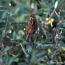 Attēlu rezultāti vaicājumam “Emberiza schoeniclus eggs”