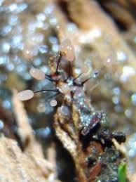 Attēlu rezultāti vaicājumam “Comatricha alta macro”