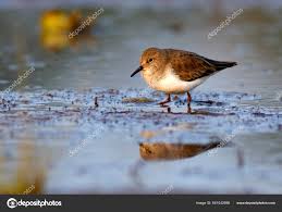 Attēlu rezultāti vaicājumam “Calidris minuta”