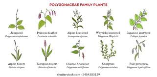 Attēlu rezultāti vaicājumam “Polygonaceae”