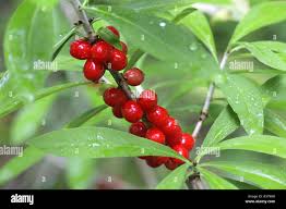 Attēlu rezultāti vaicājumam “Daphne mezereum fruit”