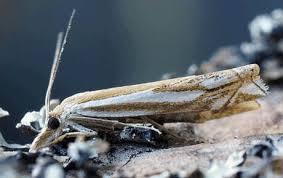 Attēlu rezultāti vaicājumam “Crambus heringiellus”