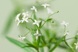 Attēlu rezultāti vaicājumam “Galium album”