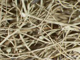 Attēlu rezultāti vaicājumam “Bryoria capillaris”