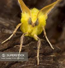 Attēlu rezultāti vaicājumam “Ennomos alniaria”